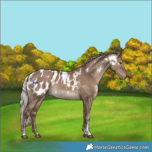Horse Color:White Spotted Silver Grullo Sabino Blanket Rabicano 
