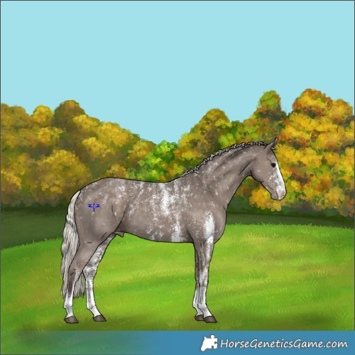 Horse Color:Powder White Silver Black Sabino Snowflake Varnish 