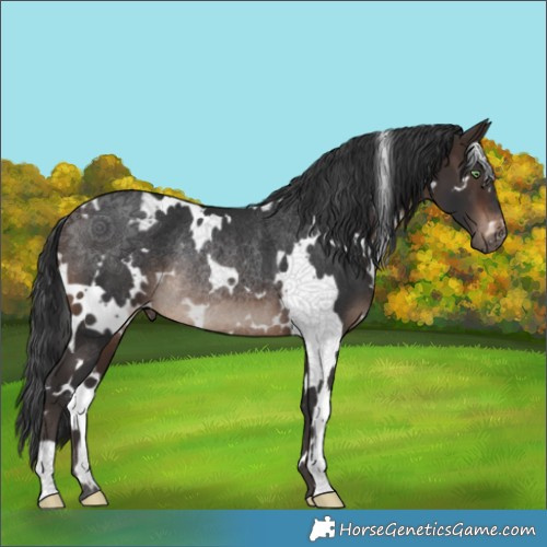 Horse Color:White Spotted Brown Mushroom Rabicano 