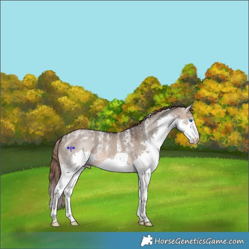 Horse Color:Powder White Brown Dun Splash Appaloosa Rabicano 