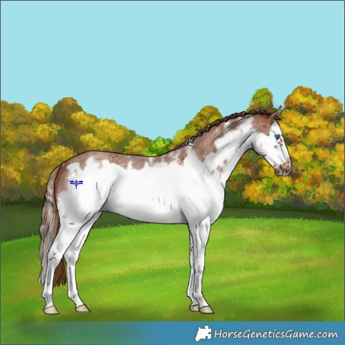 Horse Color:White Spotted Chestnut Sabino Splash Frame Rabicano 