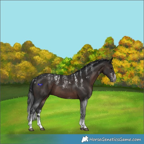 Horse Color:Powder White Gray Brown Sabino 