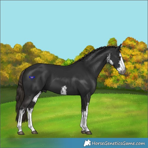 Horse Color:Gray White Spotted Liver Chestnut 