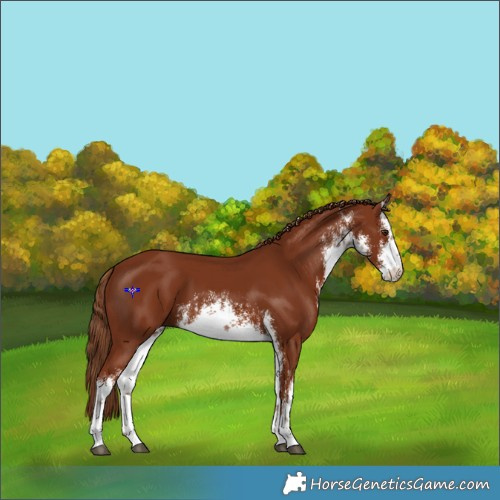 Horse Color:White Spotted Chestnut 