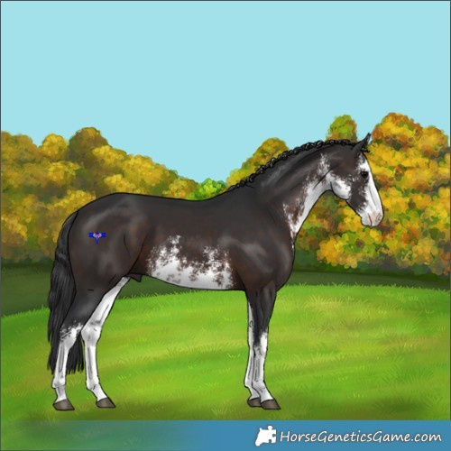 Horse Color:White Spotted Brown 