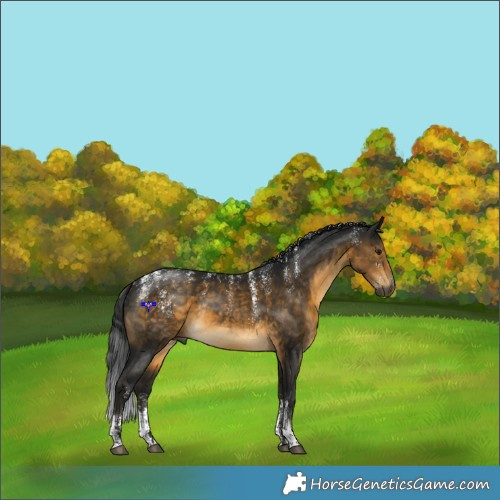 Horse Color:Powder White Gray Buckskin Rabicano 