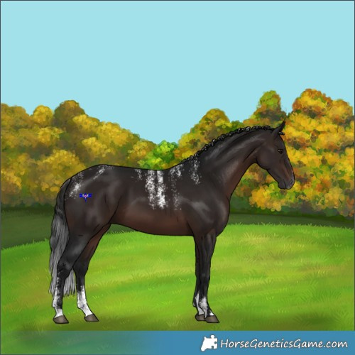 Horse Color:Powder White Gray Bay 