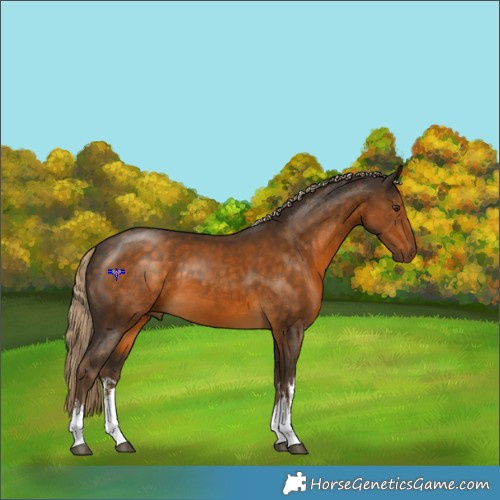Horse Color:White Spotted Chocolate Palomino 