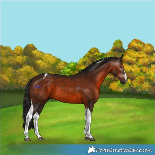 Horse Color:Gray White Spotted Bay Tobiano 