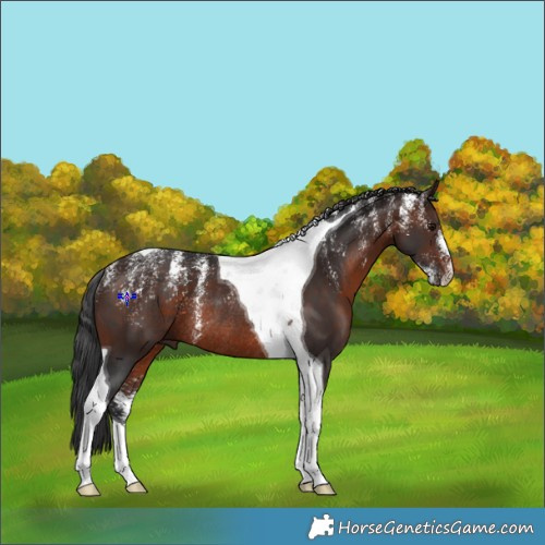 Horse Color:Powder White Brown Tobiano Rabicano 