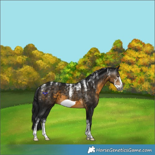 Horse Color:Powder White Gray Buckskin Frame 