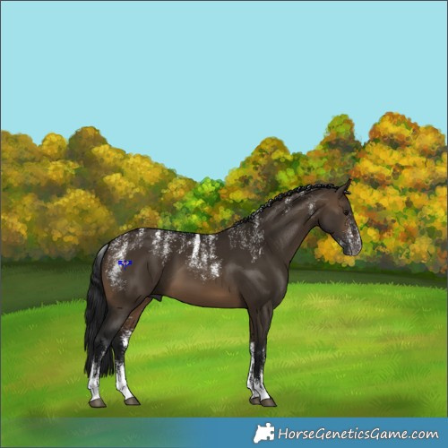 Horse Color:Powder White Gray Brown Dun 
