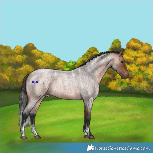 Horse Color:Powder White Bay Roan 