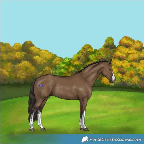 Horse Color:Gray White Spotted Liver Red Dun Rabicano 