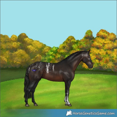 Horse Color:Powder White Gray White Spotted Bay 