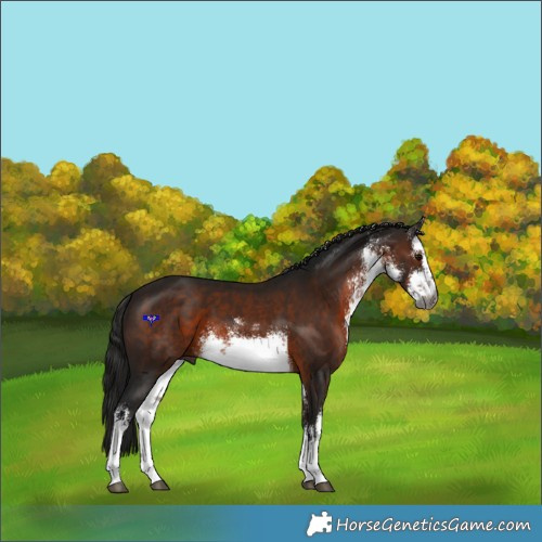 Horse Color:Gray White Spotted Bay 
