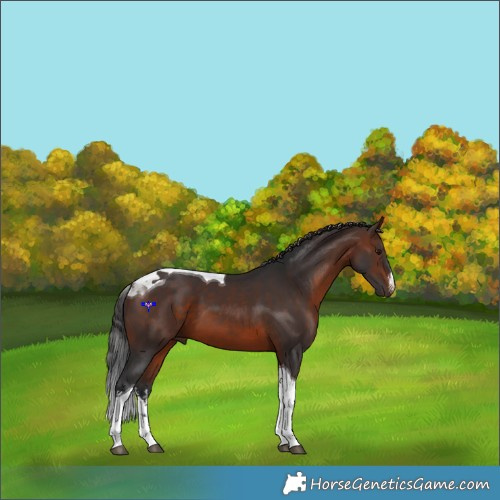 Horse Color:White Spotted Brown Tobiano 