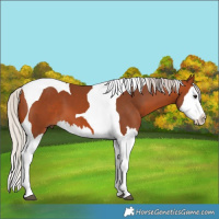 Horse Color:Silver Bay Splash Tobiano 