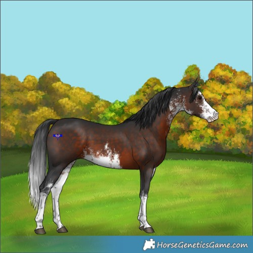 Horse Color:White Spotted Brown 