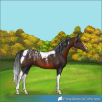 Horse Color:Powder White Brown Tobiano 