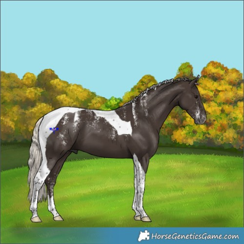 Horse Color:Powder White Gray Silver Black Tobiano 
