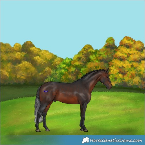 Horse Color:White Spotted Brown 