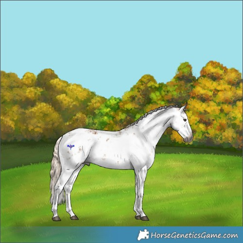 Horse Color:Gray White Spotted Palomino Sabino 