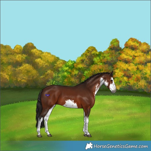 Horse Color:Gray White Spotted Bay 