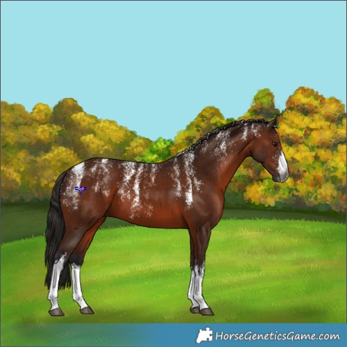 Horse Color:Powder White Gray White Spotted Bay 