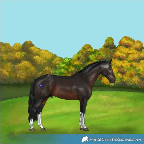 Horse Color:Gray White Spotted Brown Tobiano 