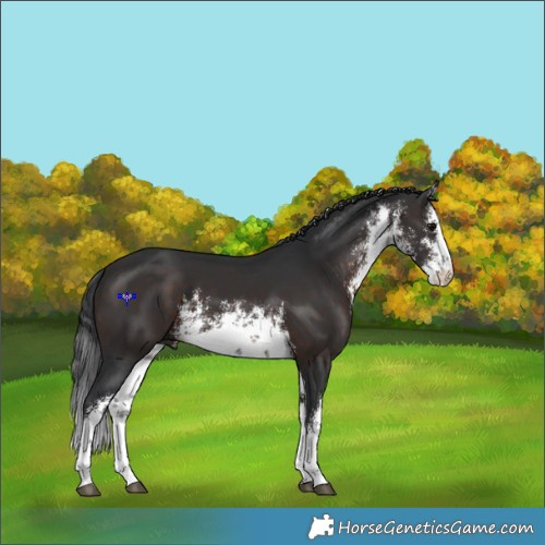 Horse Color:White Spotted Brown 