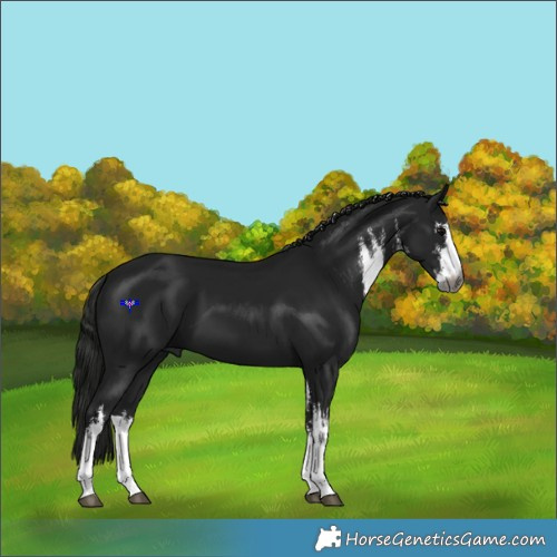 Horse Color:Gray White Spotted Black 