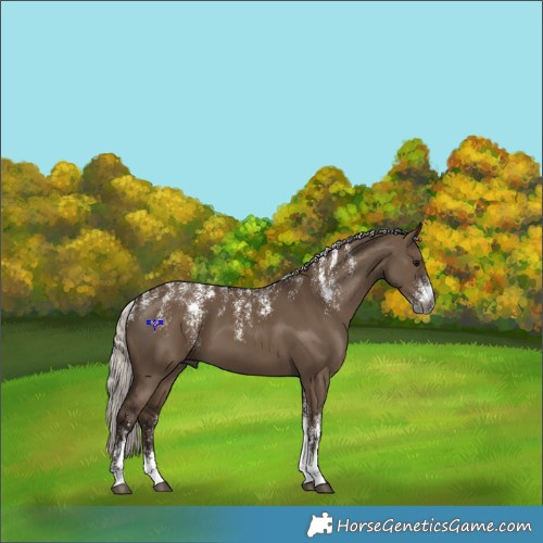 Horse Color:Powder White Gray Silver Grullo 