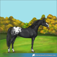 Horse Color:Black Appaloosa