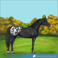 Horse Color:Black Appaloosa 