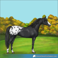 Horse Color:Black Appaloosa 