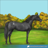Horse Color:Black Appaloosa 