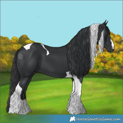 Horse Color:Black Tobiano 