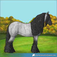 Horse Color:Blue Roan 