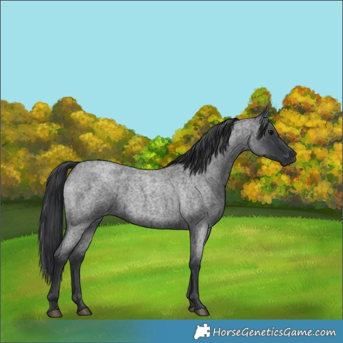 Horse Color:Blue Roan
