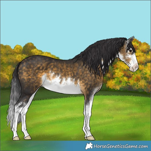 Horse Color:White Spotted Buckskin 