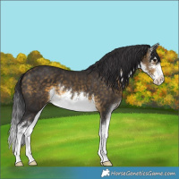 Horse Color:White Spotted Buckskin 