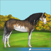 Horse Color:White Spotted Buckskin 