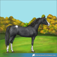 Horse Color:Black Splash Appaloosa