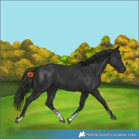 Horse Color:Black Sabino Rabicano and Black Sabino Rabicano