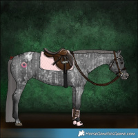 Horse Color:Blue Roan Appaloosa  and Black Appaloosa 