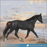 Horse Color:Black 