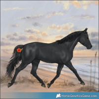 Horse Color:Black 