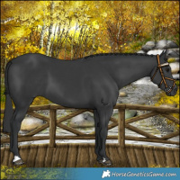 Horse Color:Black  and Black 