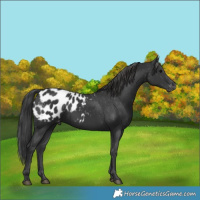Horse Color:Black Appaloosa